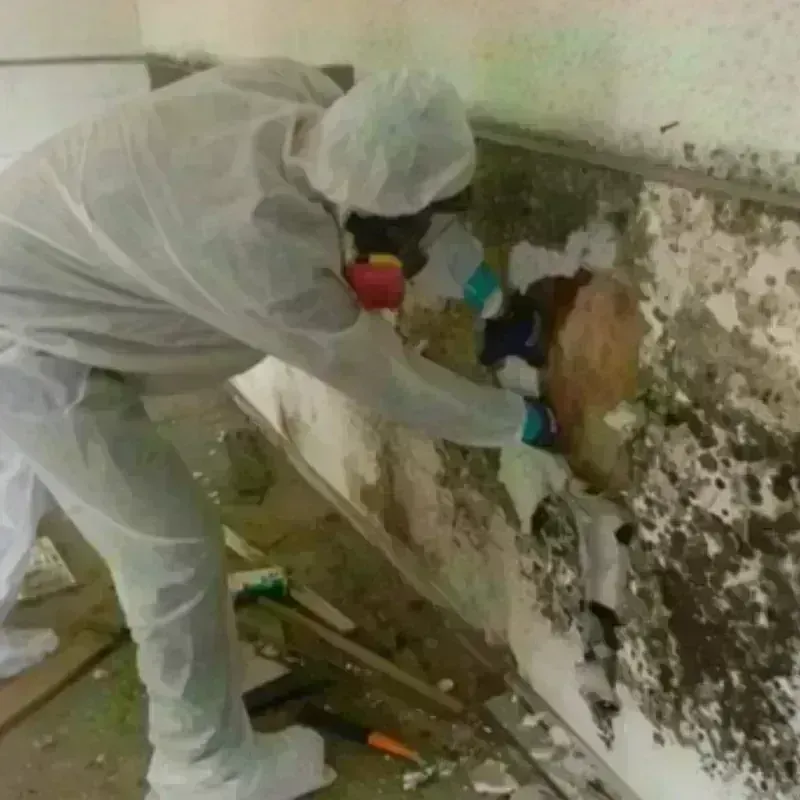 Mold Remediation and Removal in Grant, NE